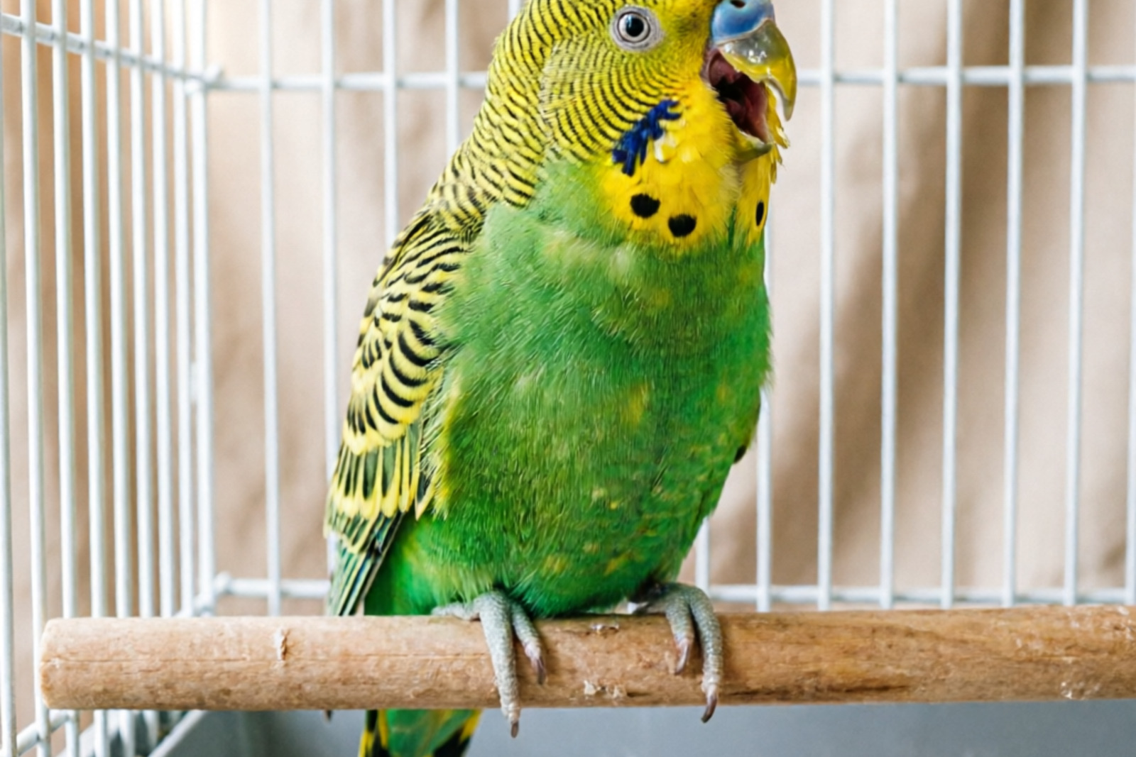 Why Is My Budgie Screaming? Causes