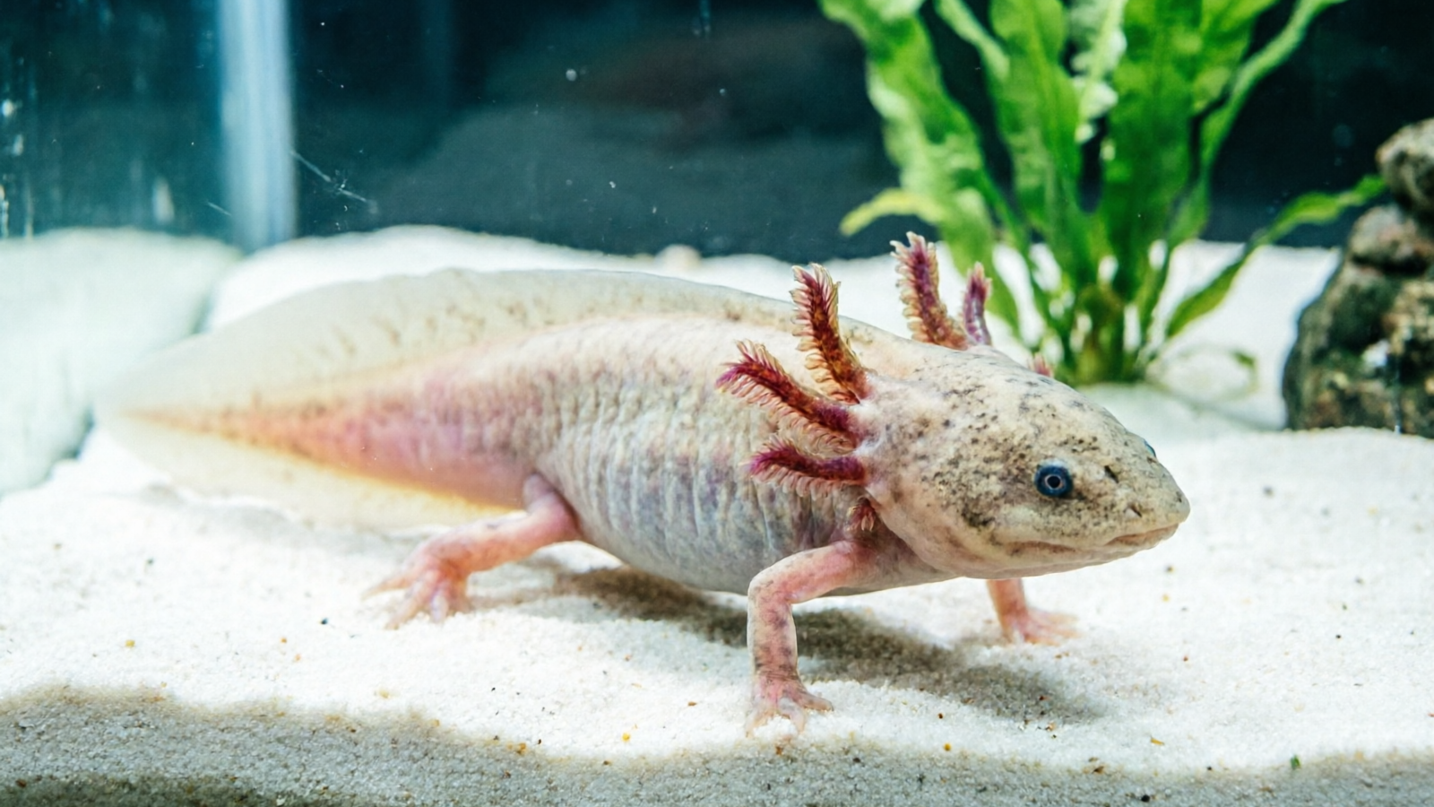 Best Axolotl Substrate: Safe Sand, Pool Filter & Tile