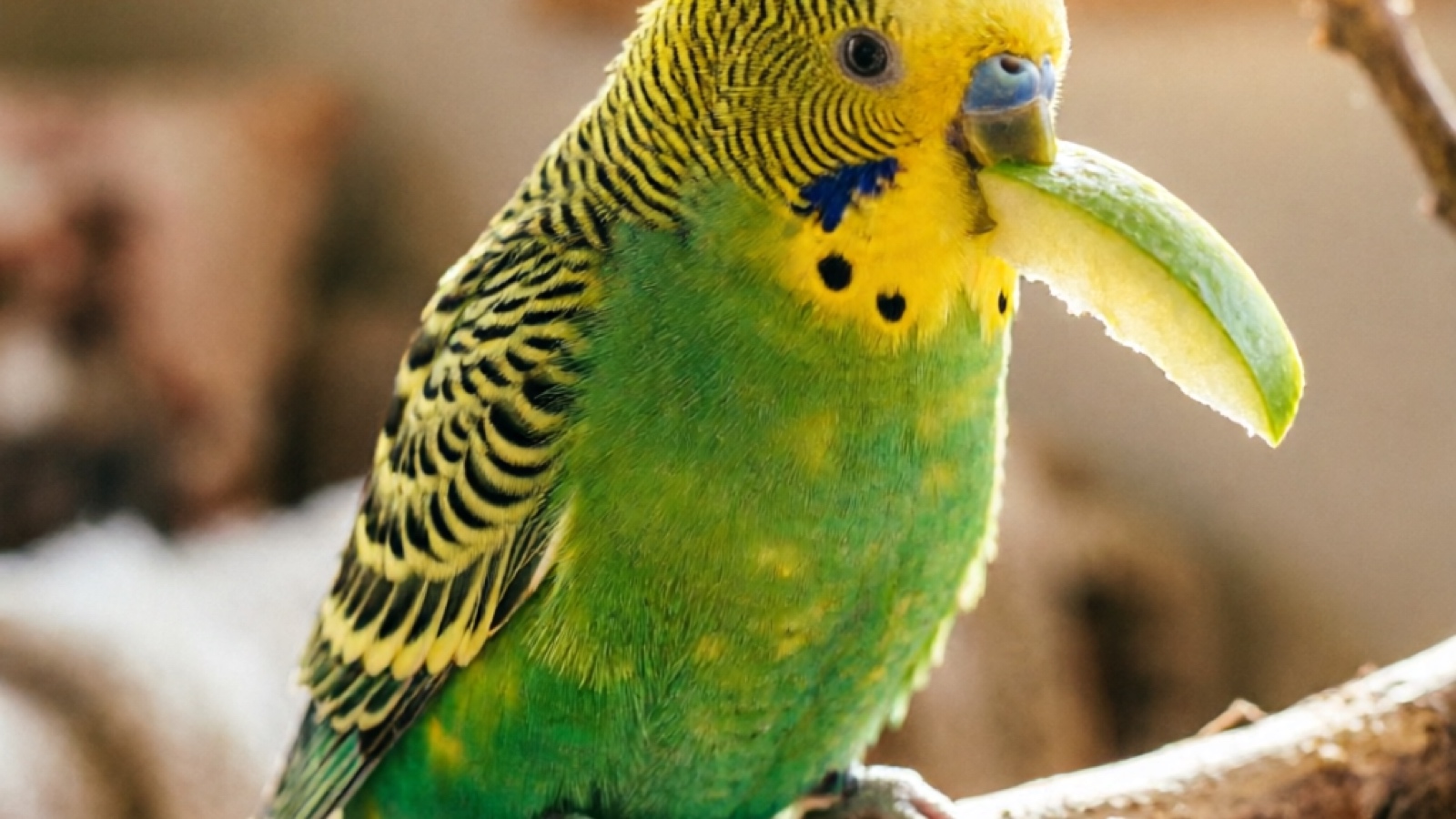 Budgie holding an apple slice