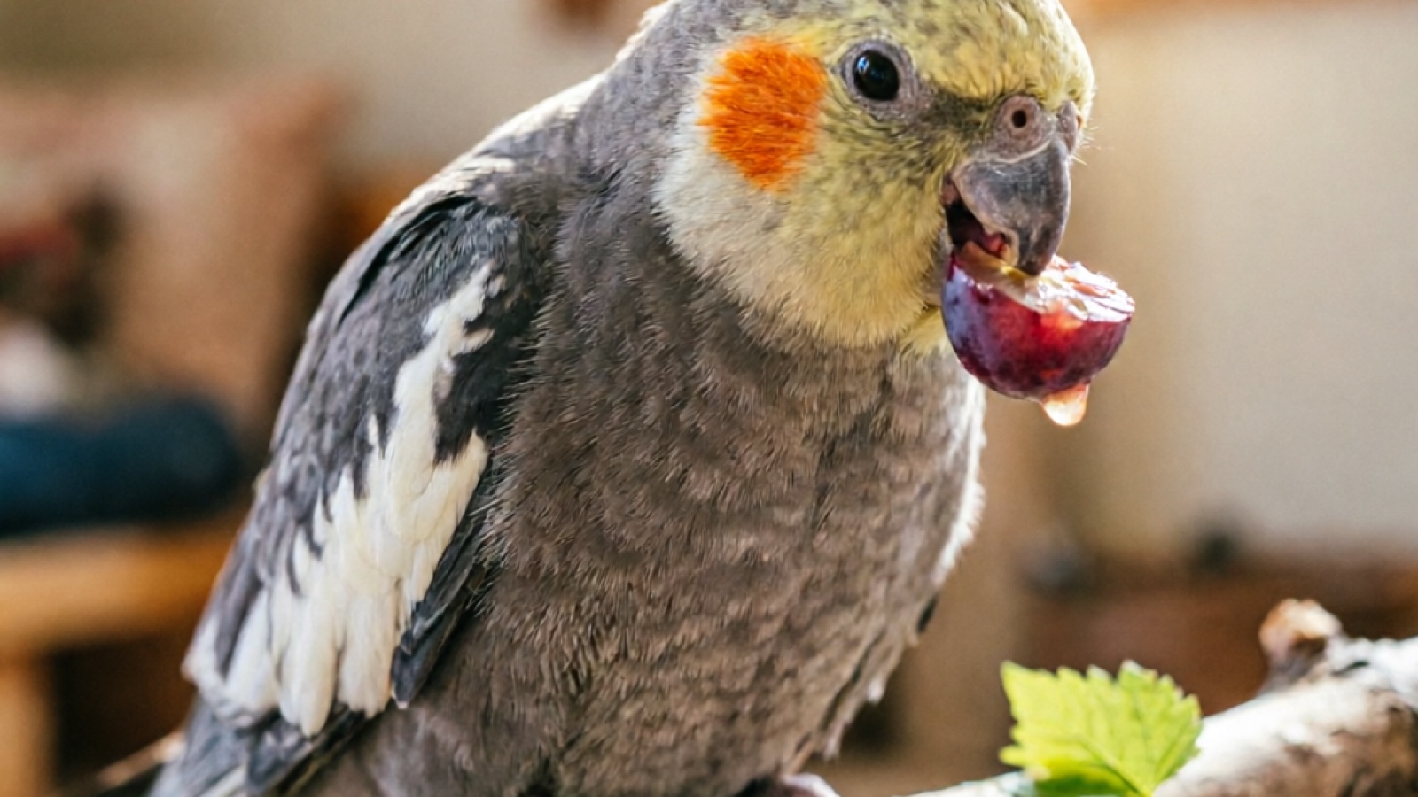 Cockatiel enjoying a fresh grape treat