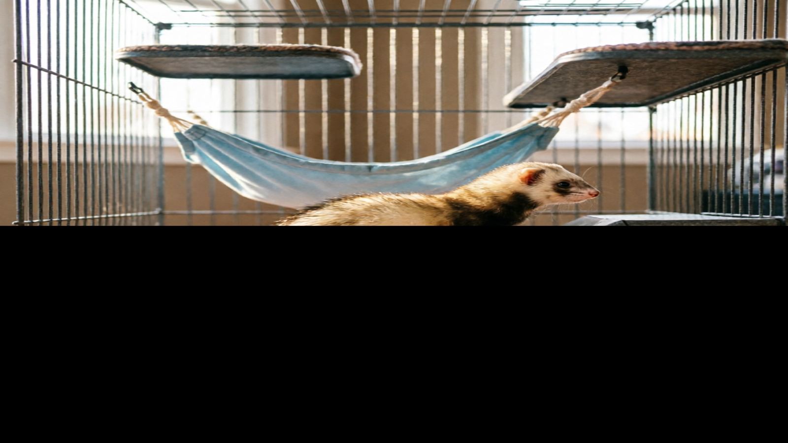 8 Best Ferret Cages in 2026: Tested & Compared