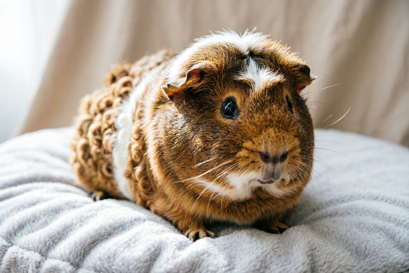 Guinea Pig Bedding Guide: Types, Safety & Best Picks