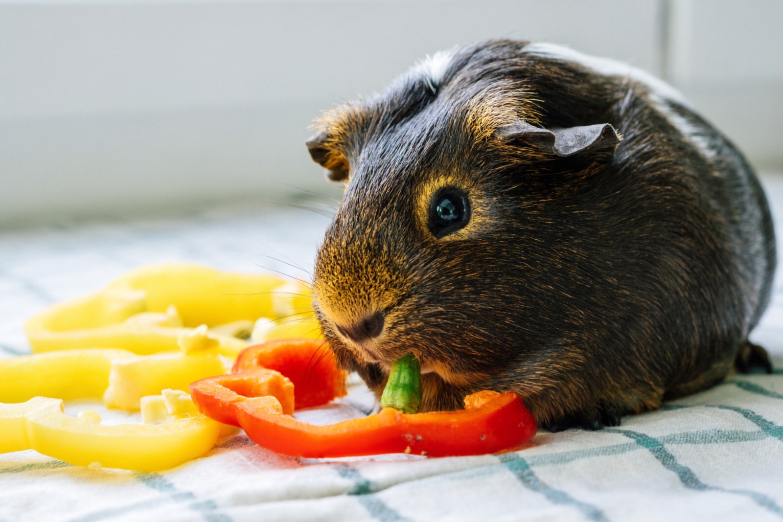 Guinea Pig Vitamin C: Requirements, Sources & Health