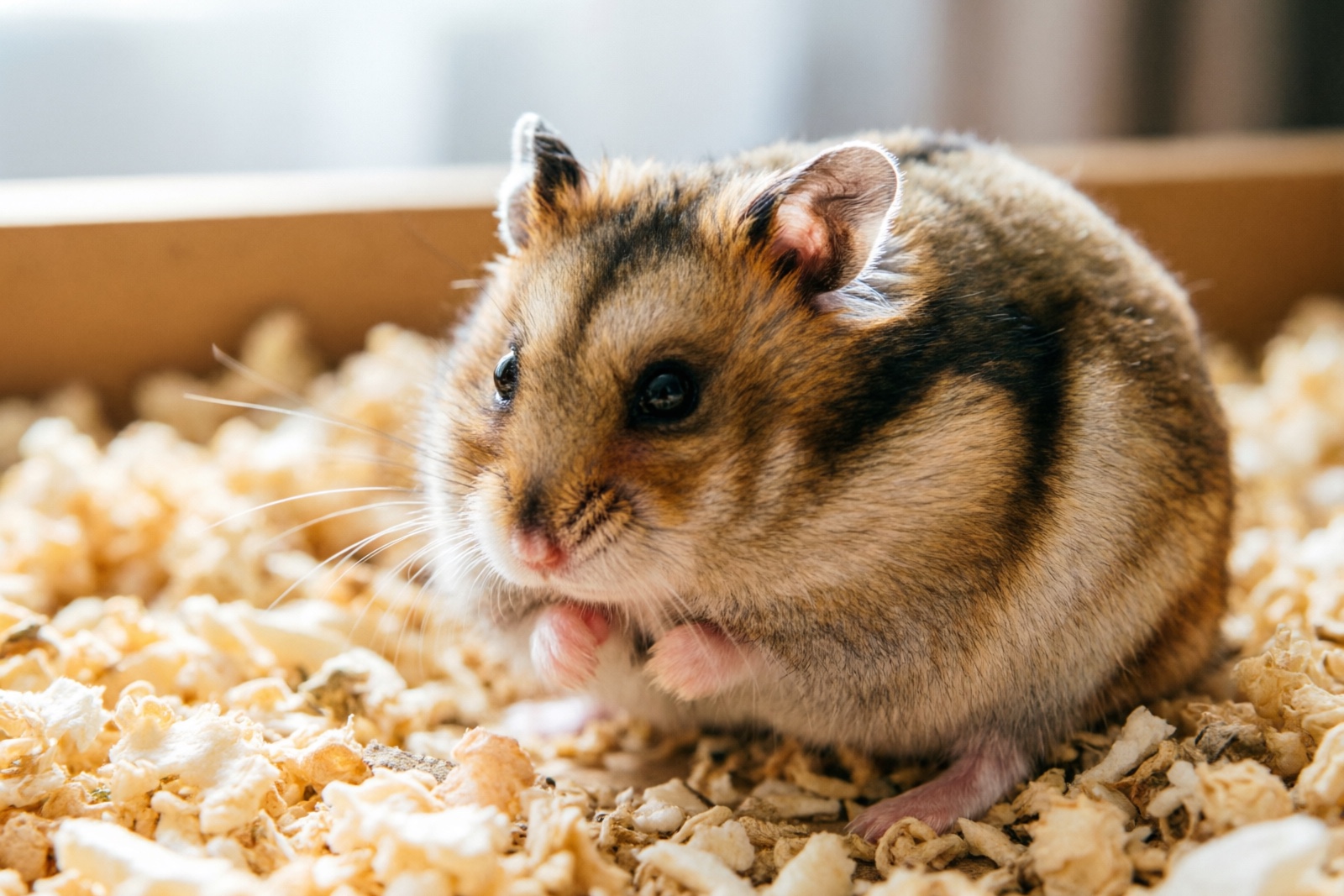 Hamster Behavior & Body Language: Decoding Your Pet