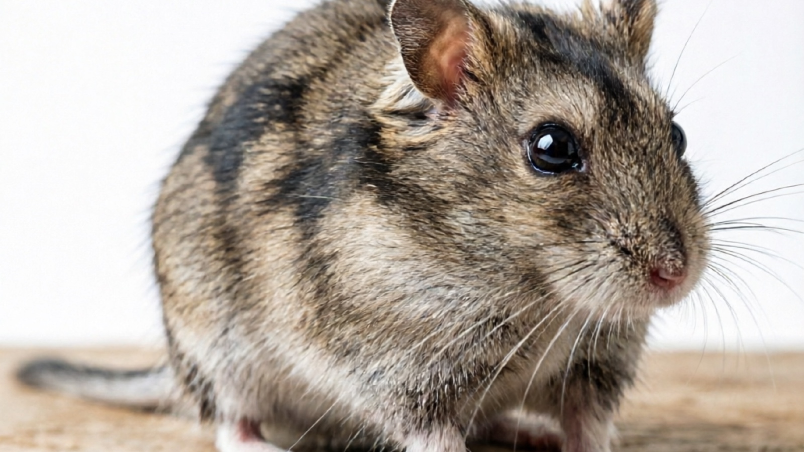 Chinese Hamster: Complete Breed Guide, Care & Facts