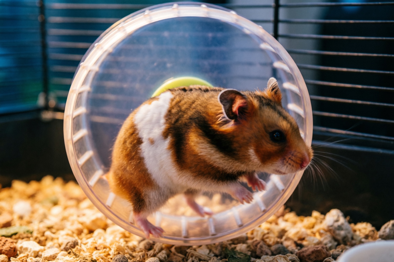 Hamster Wheels & Exercise: Complete Fitness Guide