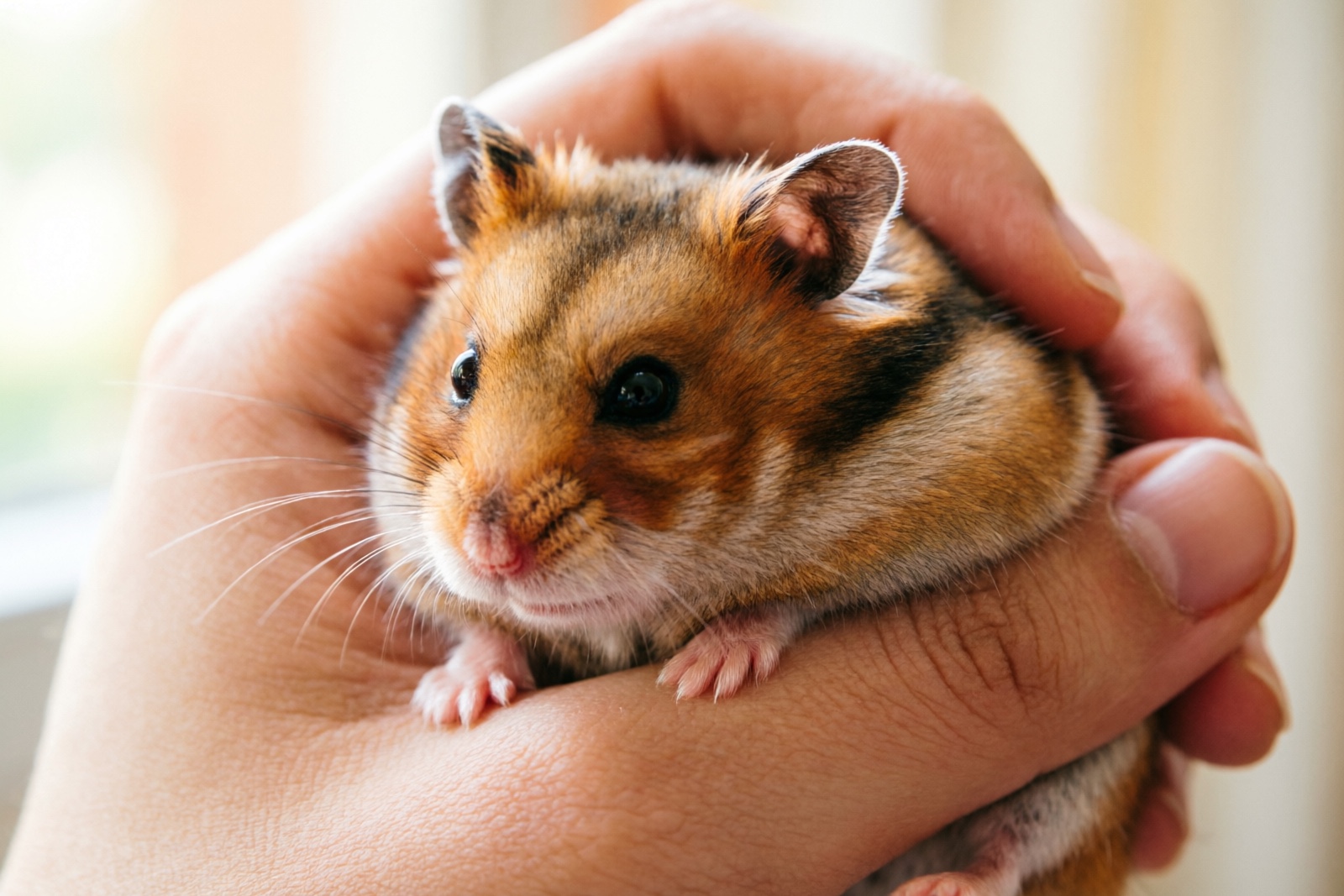 Hamster Handling & Taming: Train Your Hamster Fast