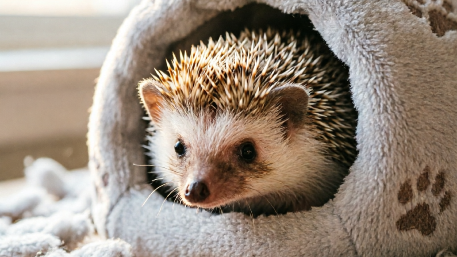 7 Best Hedgehog Hideouts — Cozy Spots for Your Pet (2026)