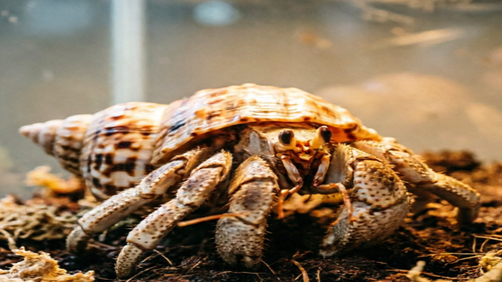 Best Hermit Crab Substrate — Coir, Sand & Moss Compared