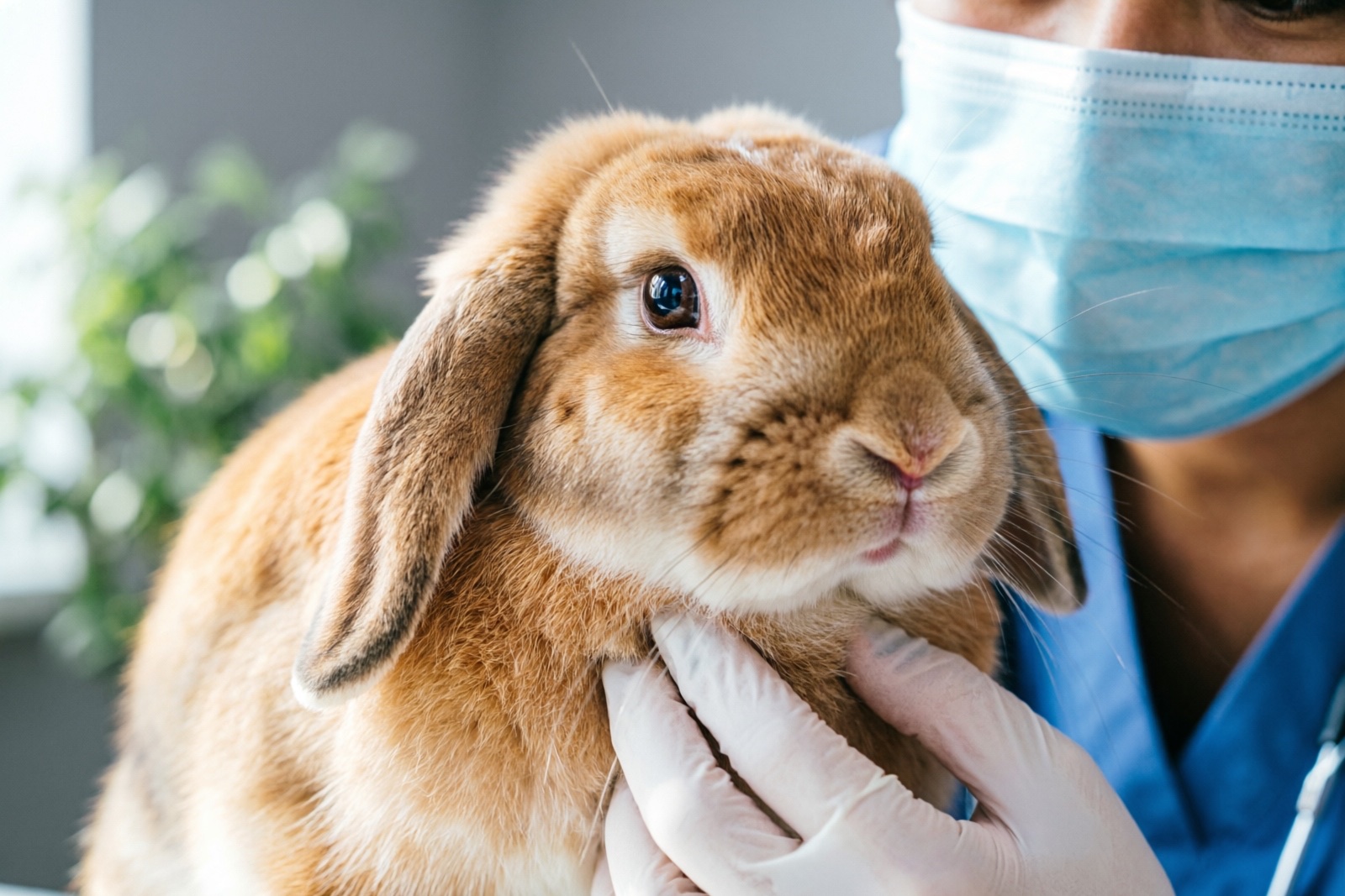 Rabbit Health Guide: Common Issues, Prevention & Care