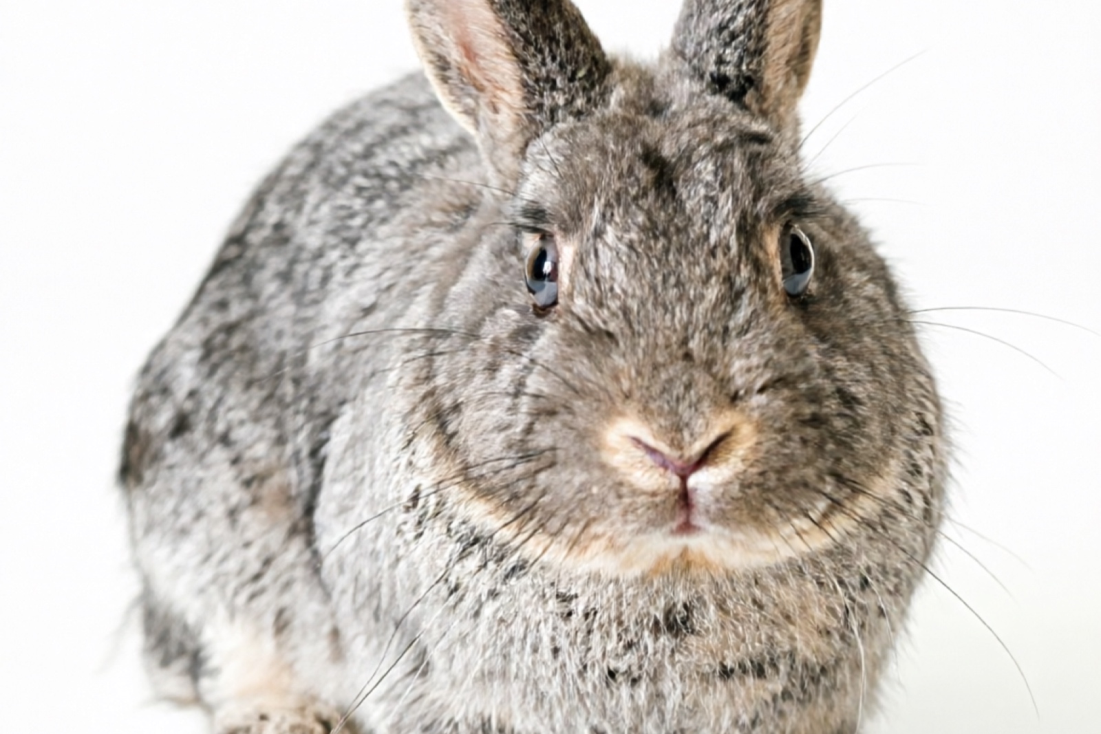 Blue Mini Rex