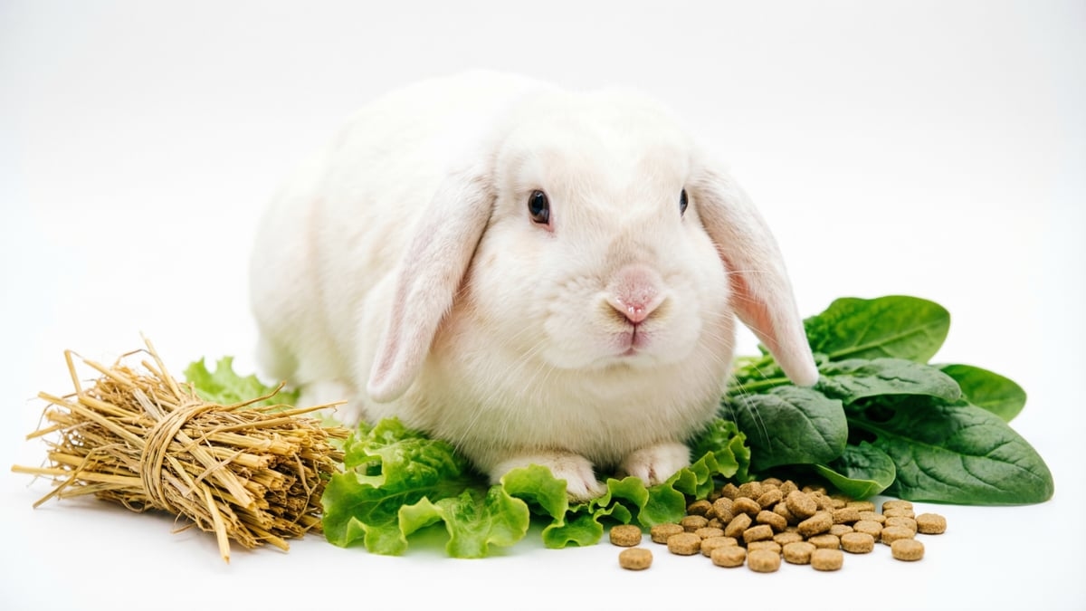 Rabbit Food Guide: Diet, Hay & Top Recommendations