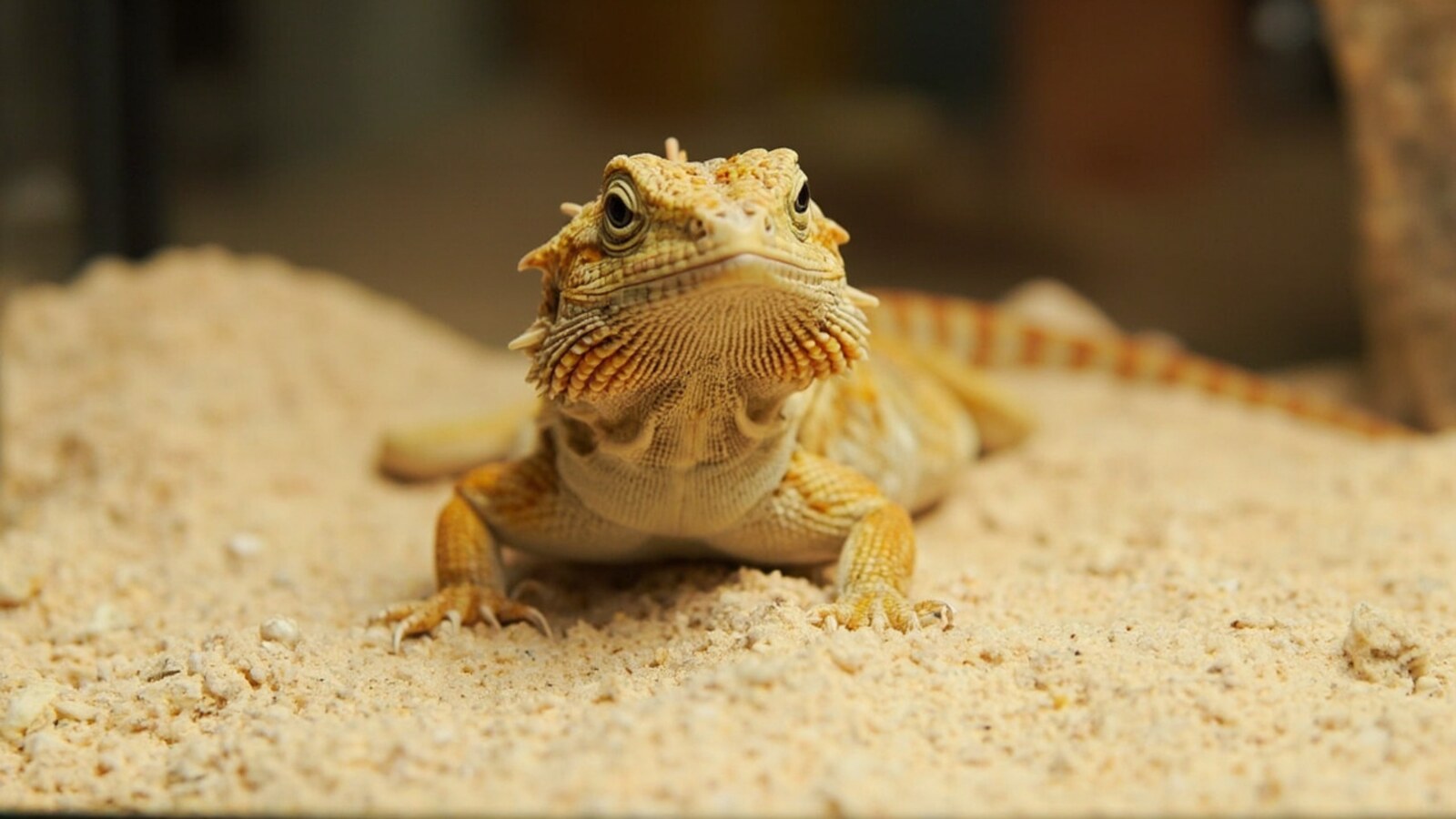 A bearded dragon standing on loose sand substrate, with fine sand grains scattered around it and clinging to its feet