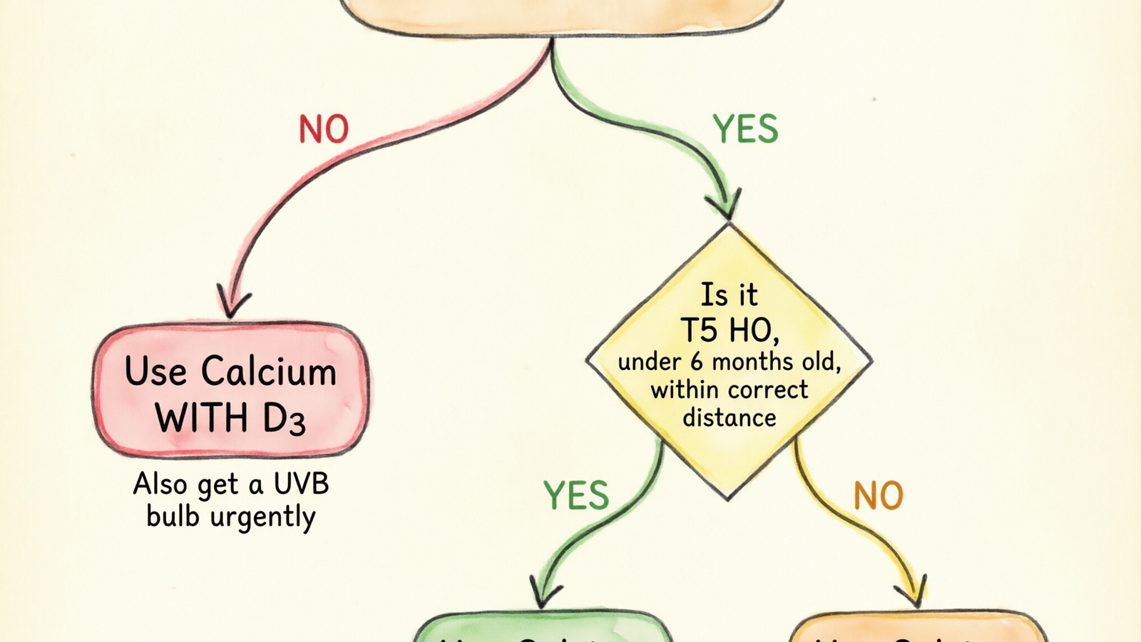 Educational flowchart diagram showing the vitamin D3 decision process for bearded dragon supplements. Top: rounded rectangle Do you have a UVB bulb with two branches. Left branch labeled NO leads to red-bordered box Use Calcium WITH D3 with subtext Also get a UVB bulb urgently. Right branch labeled YES leads to diamond Is it T5 HO under 6 months old within correct distance. Two branches from diamond: YES leads to green-bordered box Use Calcium WITHOUT D3 with subtext UVB synthesizes natural D3. NO leads to yellow-bordered box Use Calcium WITH D3 with subtext Compensate for weak UVB. Clean sans-serif labels. Color-coded green for safe path, yellow for caution, red for no UVB. Light warm background. Hand-drawn watercolor illustration infographic style with clear arrows and readable text hierarchy.
