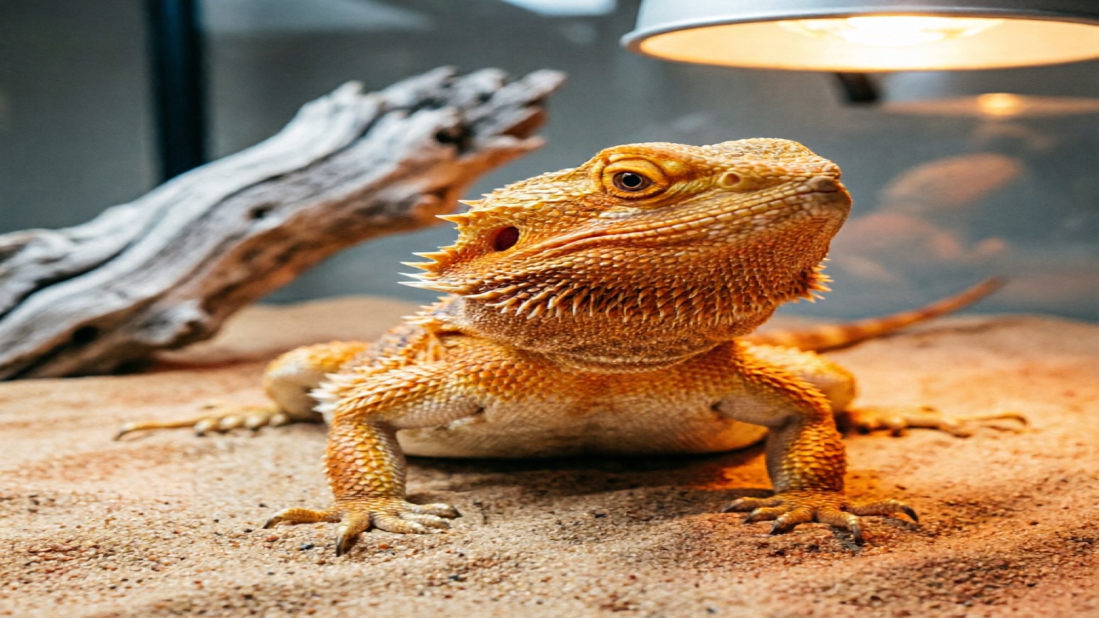8 Best Bearded Dragon Substrates of 2026 (Safe & Tested)