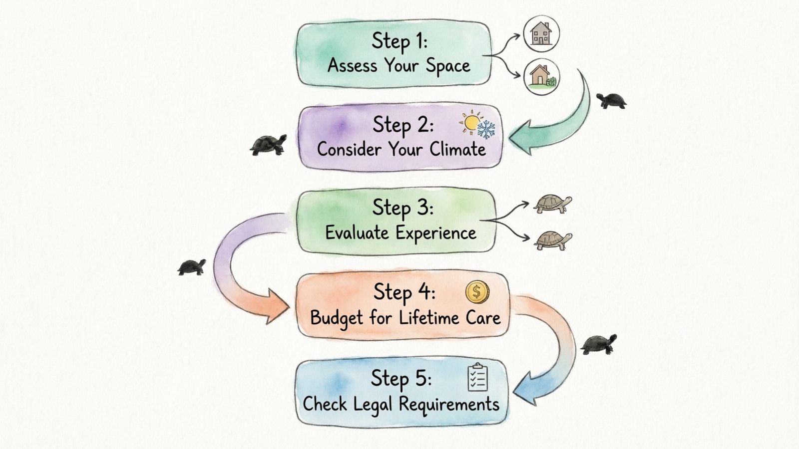 5-step decision flowchart for choosing the right tortoise species